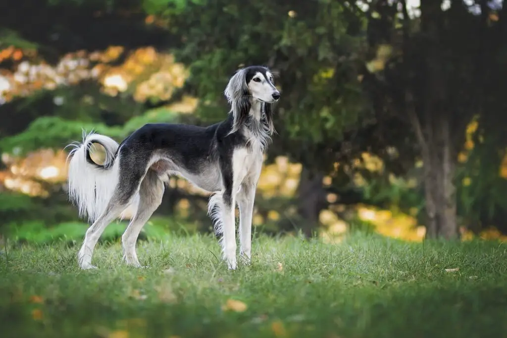 quale razza di cane abbaia meno? 