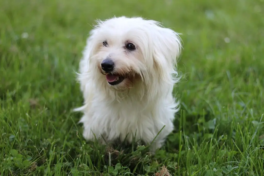 quale razza di cane non perde il pelo
