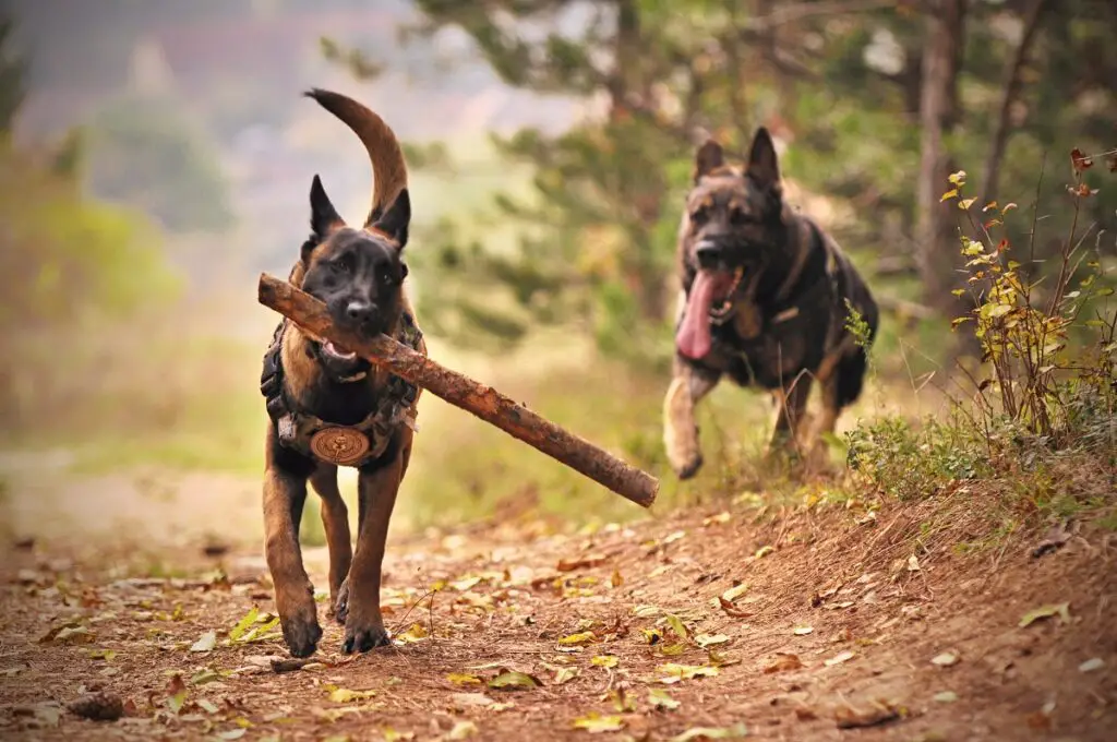 quale razza di cane ha meno problemi di salute
