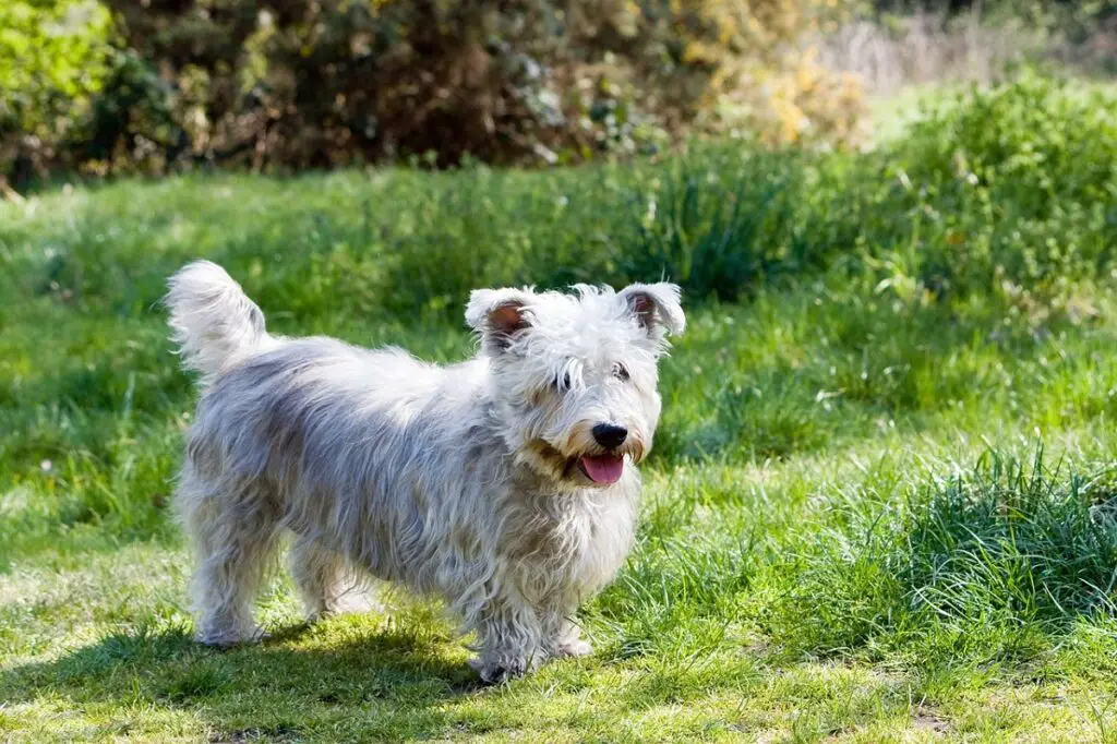 quale razza di cane è tranquilla e calma
