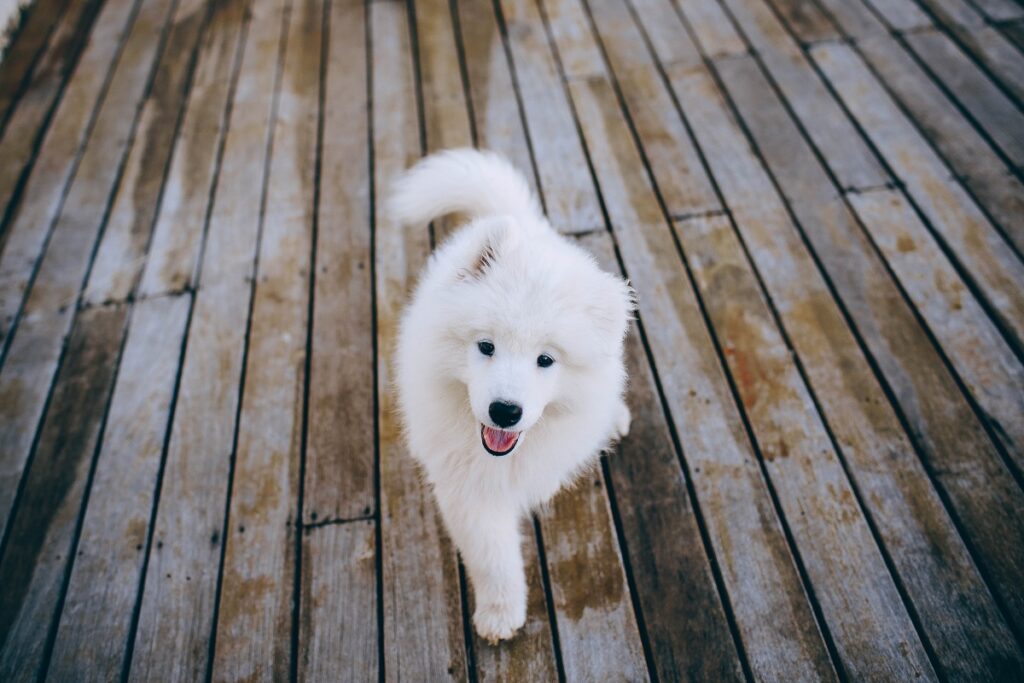 che aspetto aveva il primo cane?
