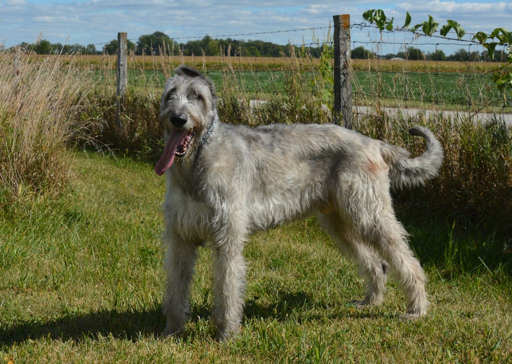 che aspetto ha un cane da caccia
