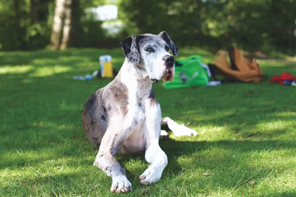 cosa significa merle nei cani?
