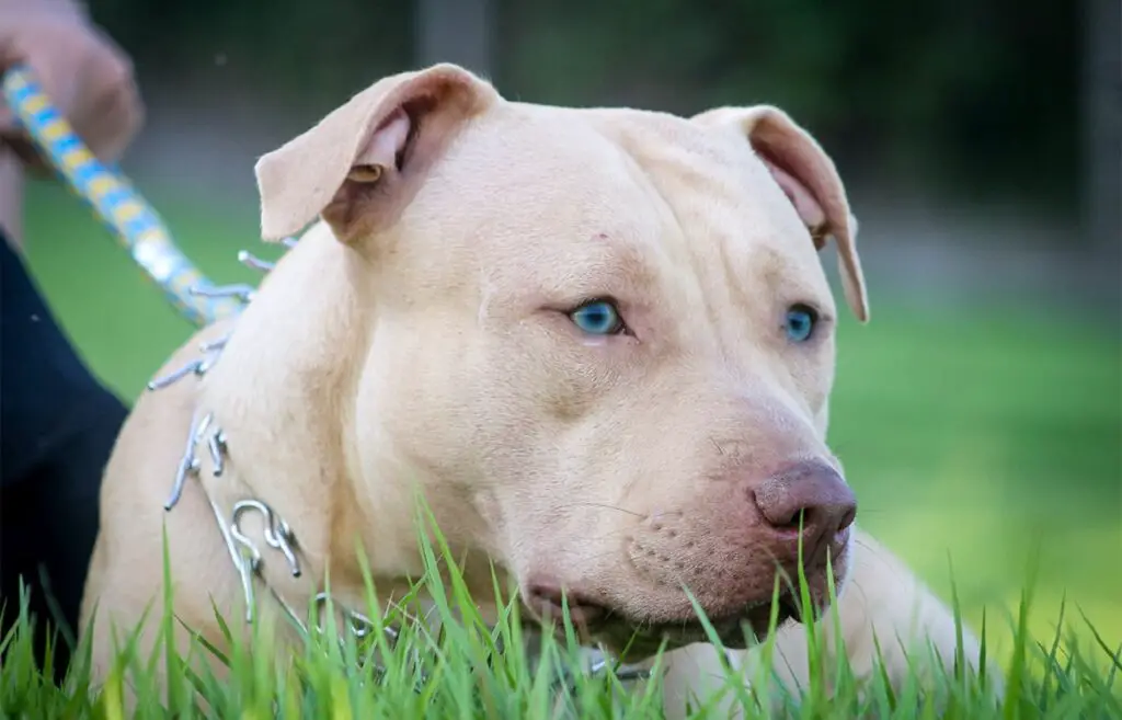 pitbull con gli occhi azzurri
