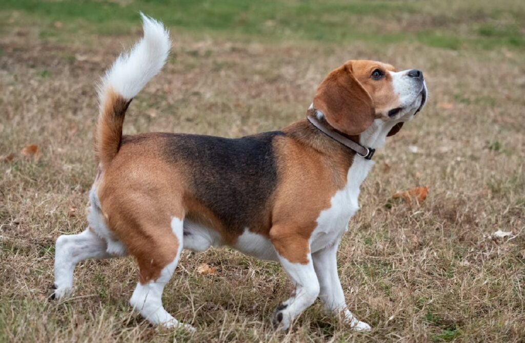 quale cane ha meno problemi di salute
