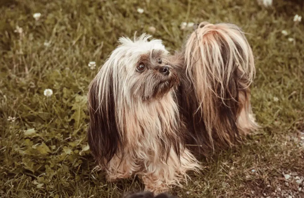 quali cani possono essere cani da assistenza per l'equilibrio