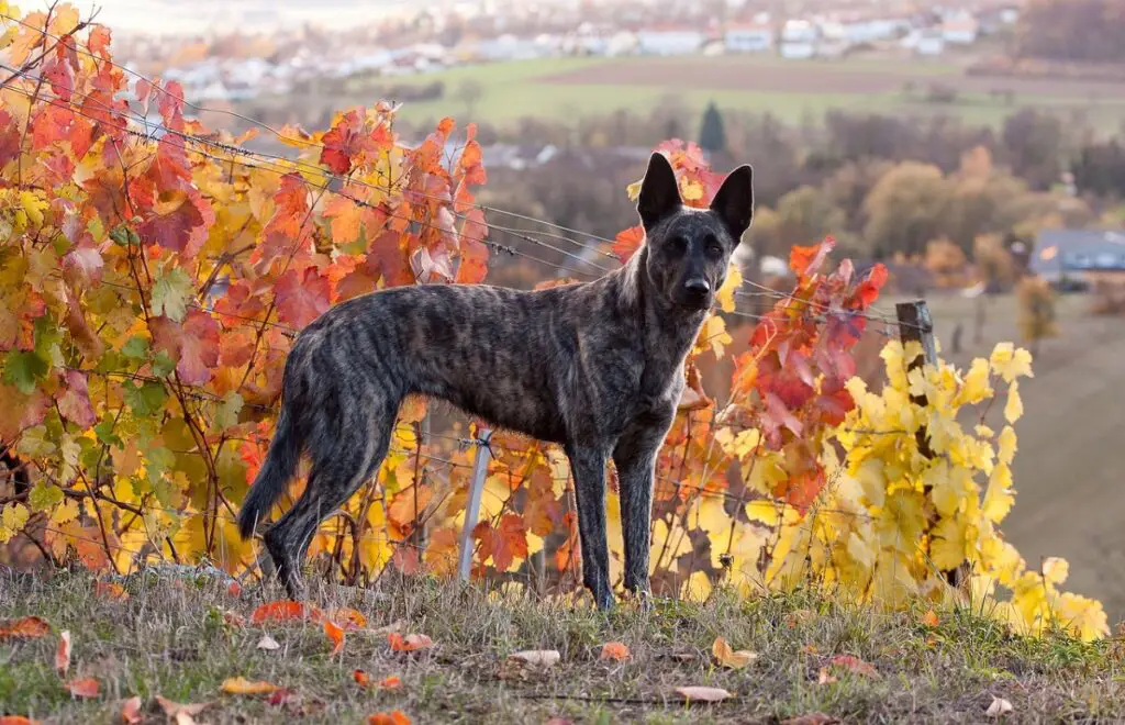 quali cani usano i militari
