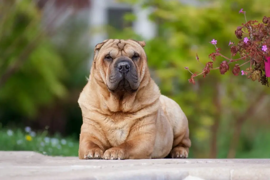 quali cani non abbaiano
