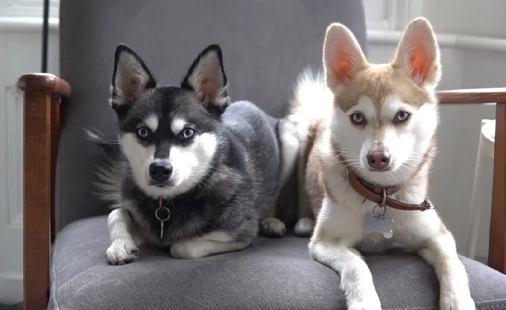 quali cani hanno gli occhi azzurri
