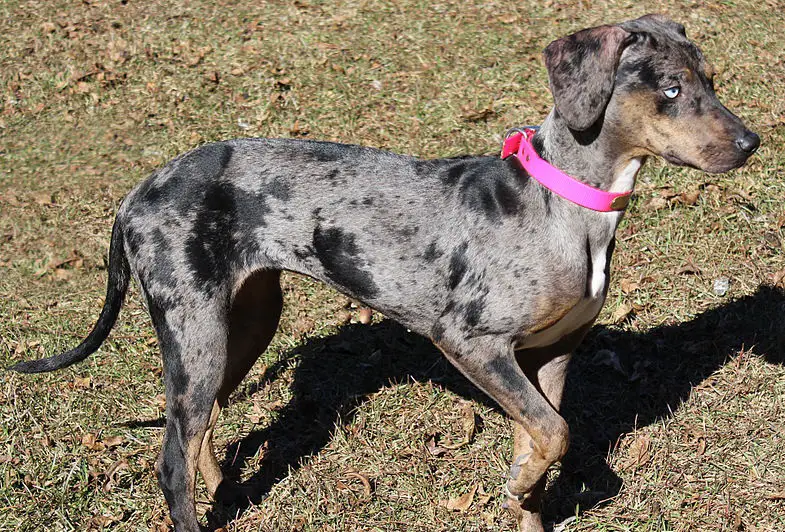 cos'è un cane blu merle