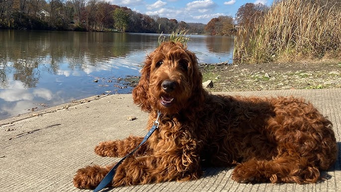 cos'è un cane scarabocchio
