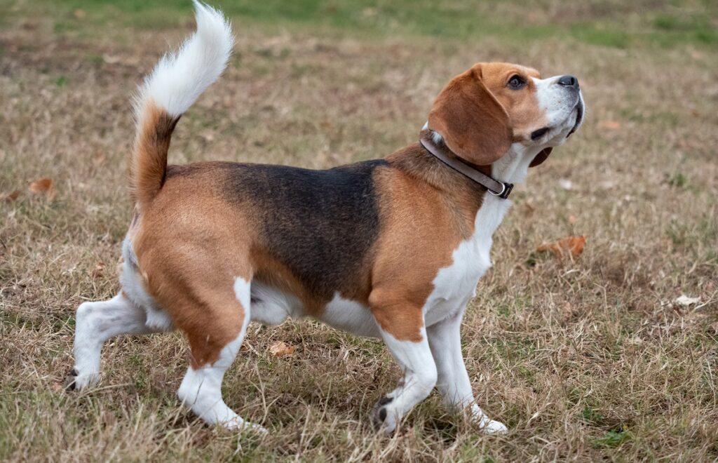 cos'è un cane da caccia