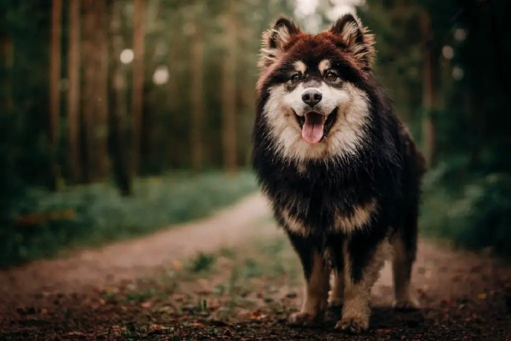 cos'è un cane spitz
