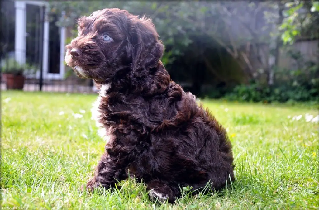 cos'è un cane orsacchiotto
