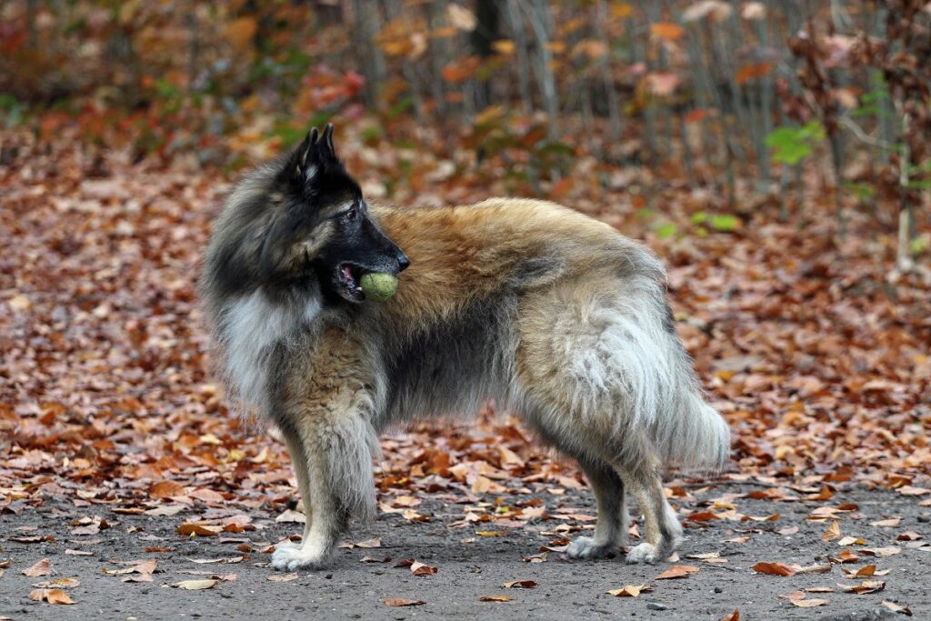 quello che è considerato un cane di grossa taglia
