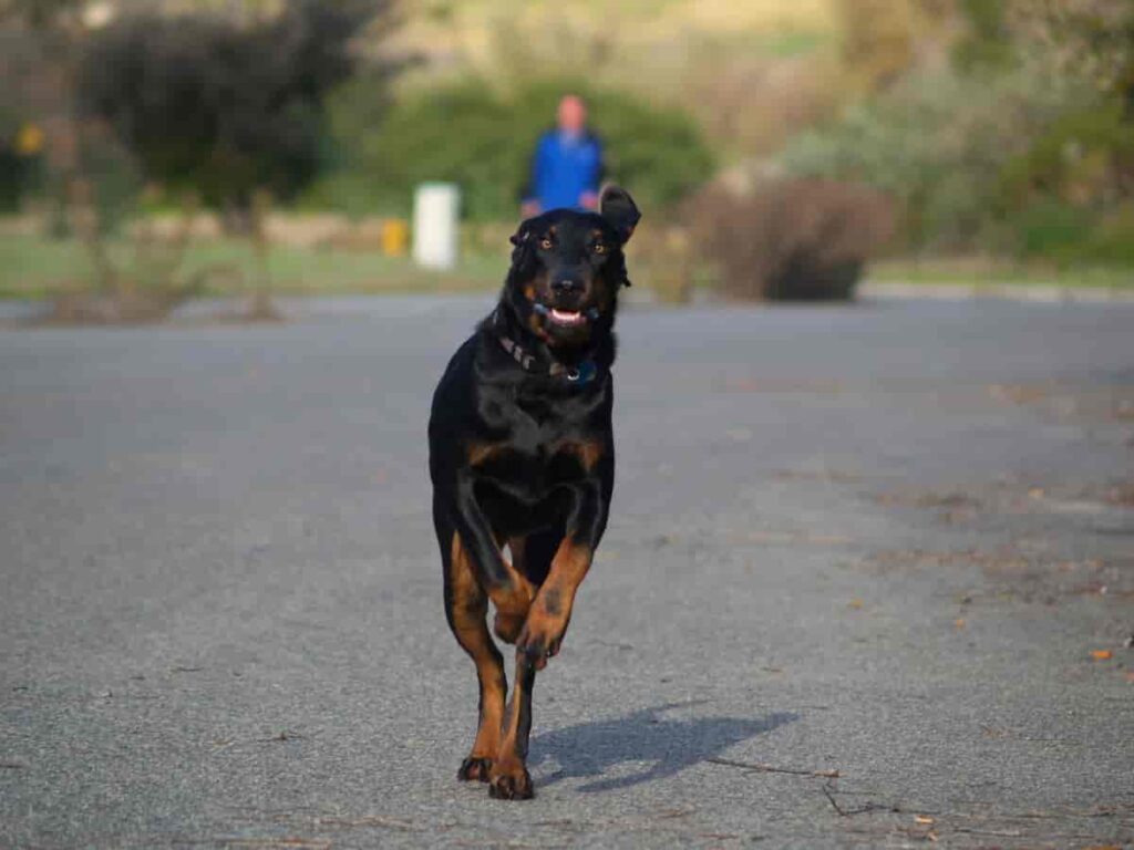 qual è il miglior cane da caccia?
