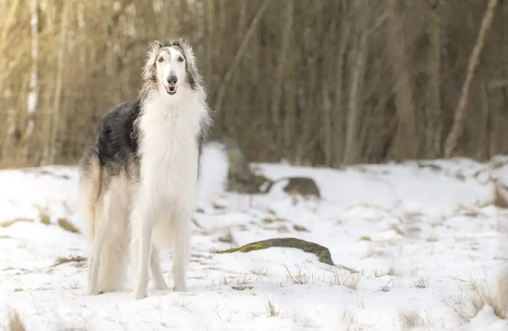 qual è la razza di cane più stupida?
