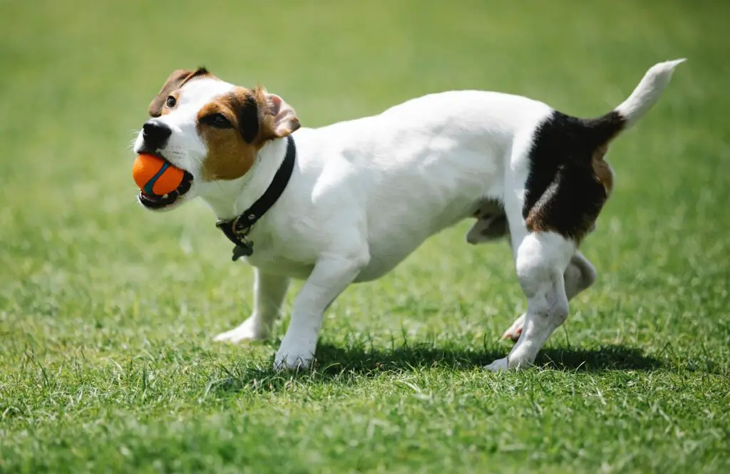 qual è il cane più veloce?
