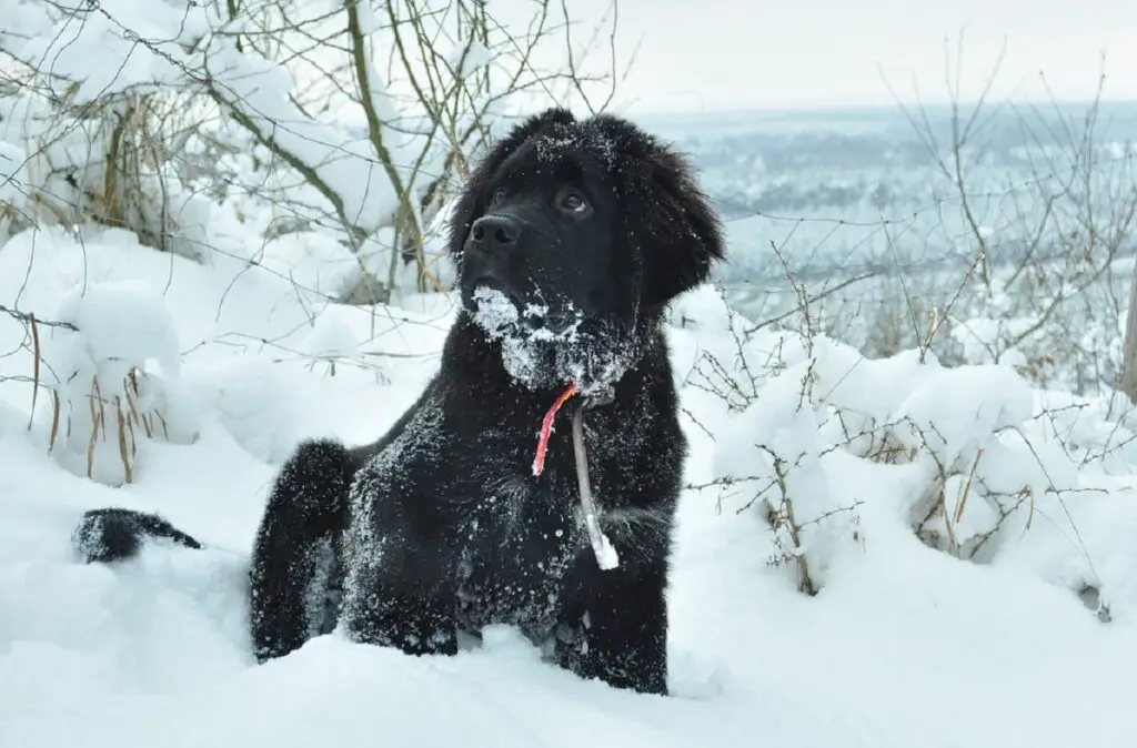 qual è il cane più amichevole?
