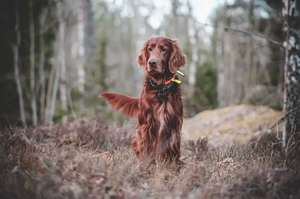 qual è la razza di cane più amichevole?
