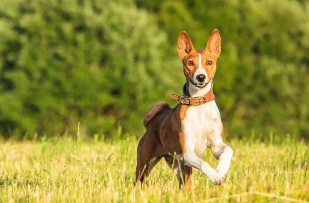 qual è la razza di cane più sana
