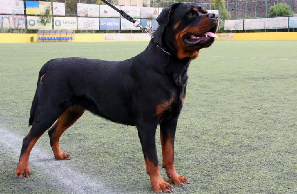 Elenco delle razze di cani aggressivi
