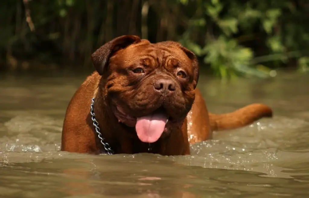 razza di cane più pericolosa
