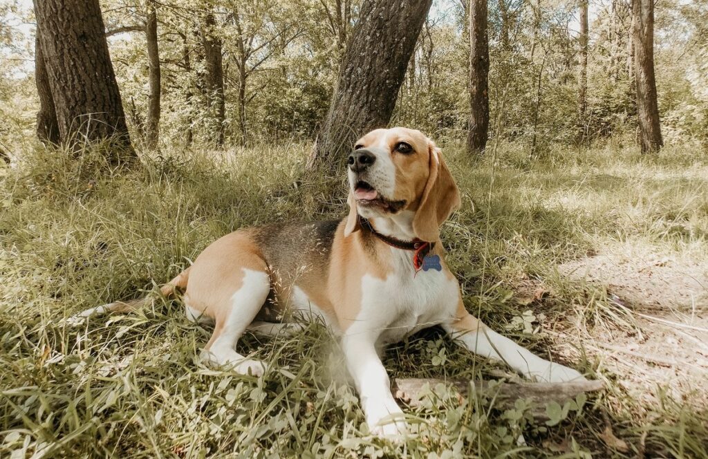 qual è la razza di cane più fedele
