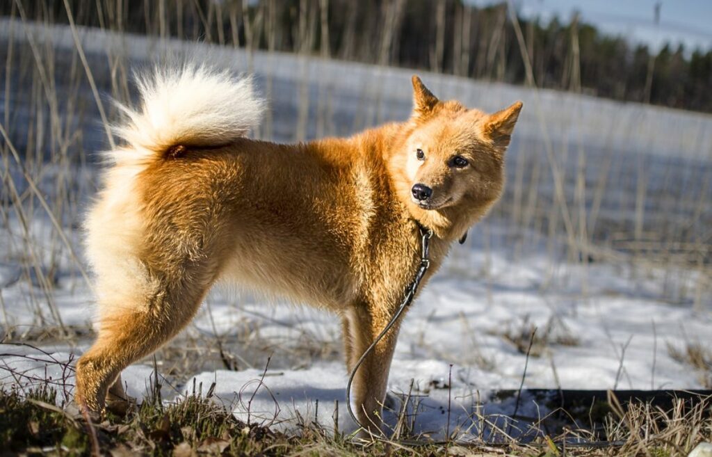 qual è la razza di cane più rara?
