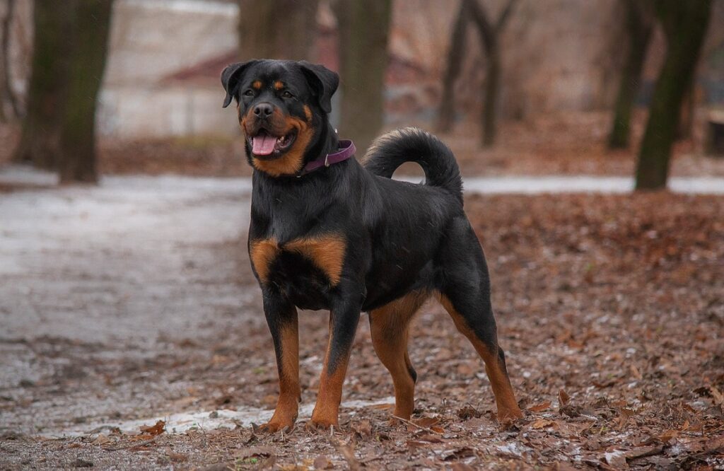 qual è la razza di cane più forte?
