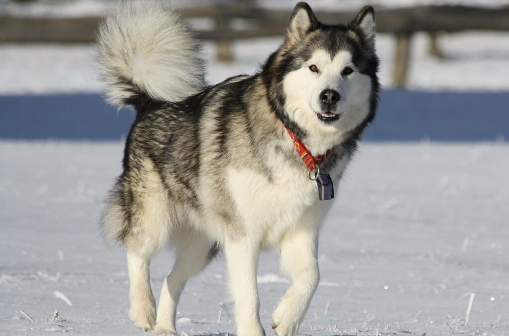 qual è stata la prima razza di cane
