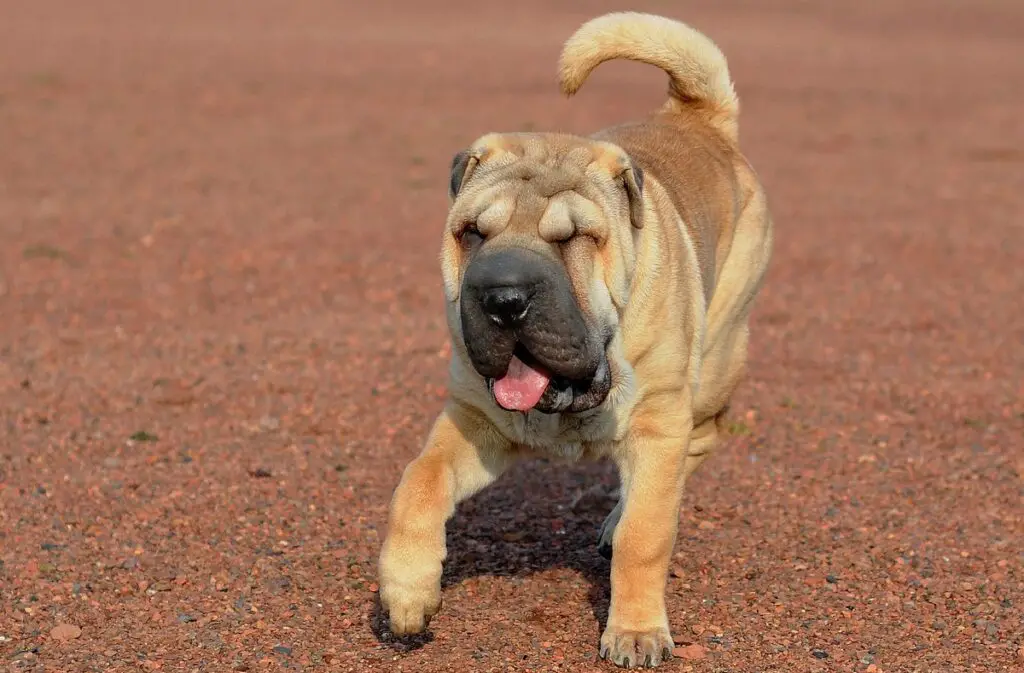 qual è stato il primo cane sulla terra
