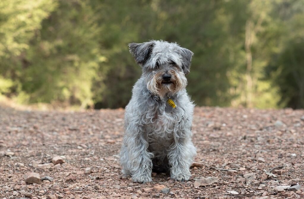 cos'è un cane scarabocchiato
