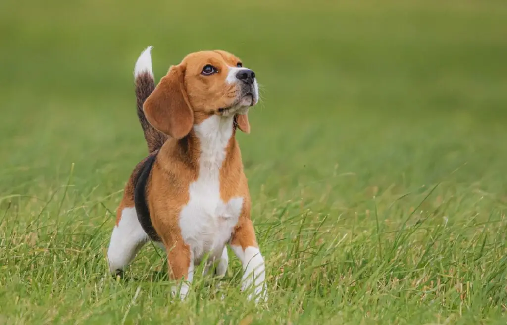 qual è la razza di cane più stupida?
