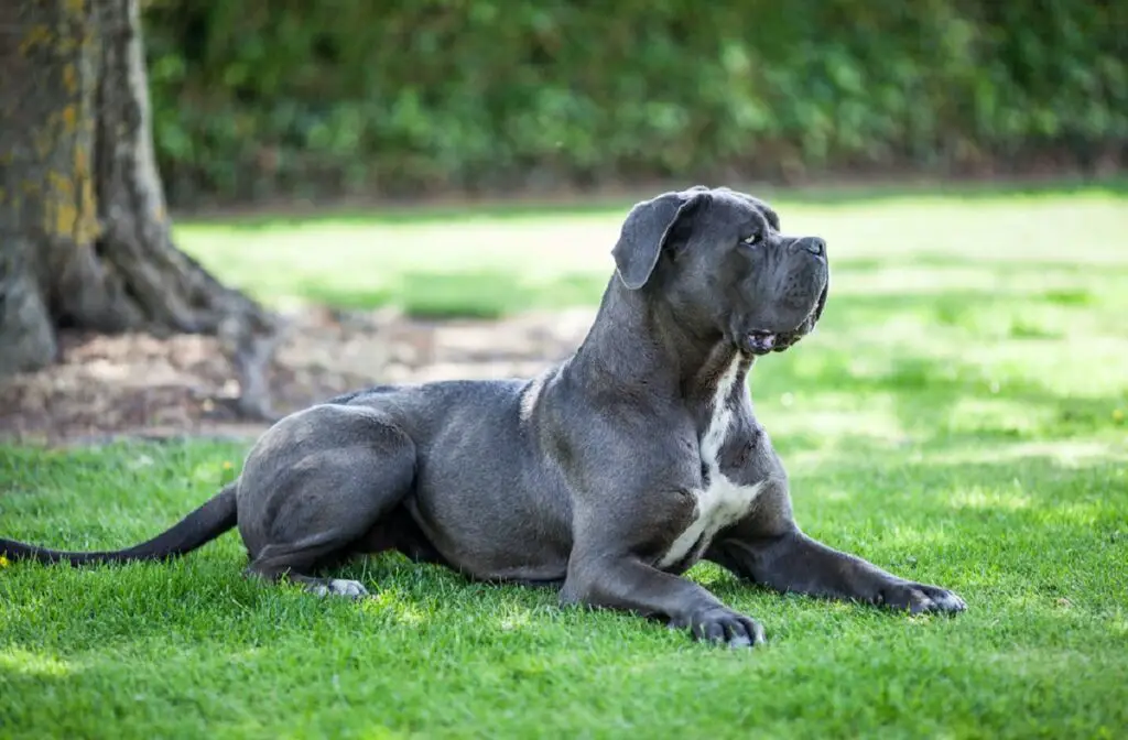 cani più aggressivi
