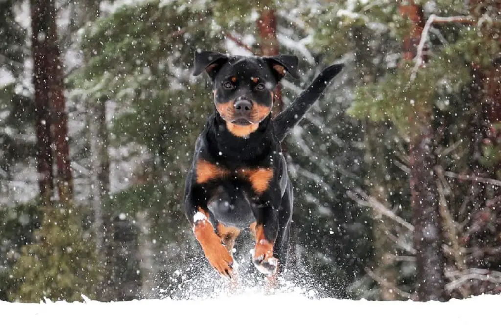 cani più pericolosi per l'uomo
