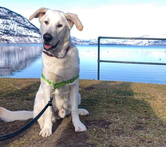 cane bianco dell'Alaska