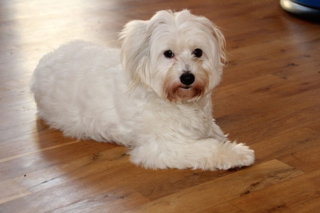 cane dal pelo bianco riccio
