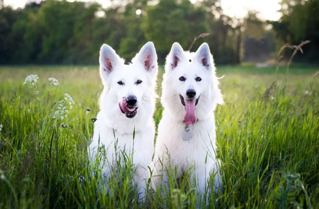 cane bianco e soffice
