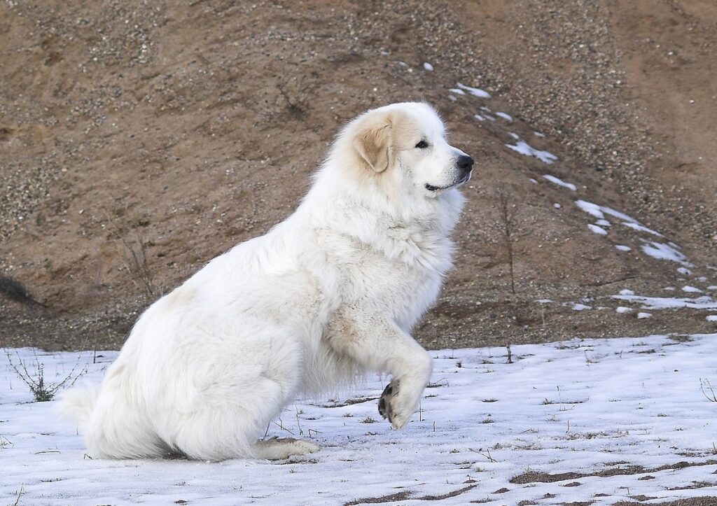 razze di cani bianchi e soffici
