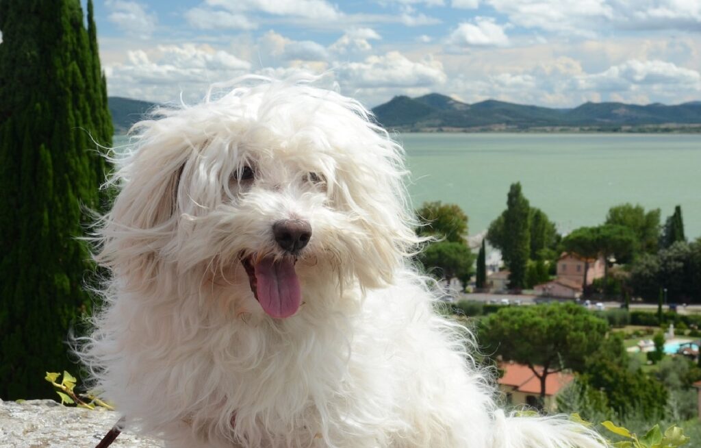 cane bianco delle nevi
