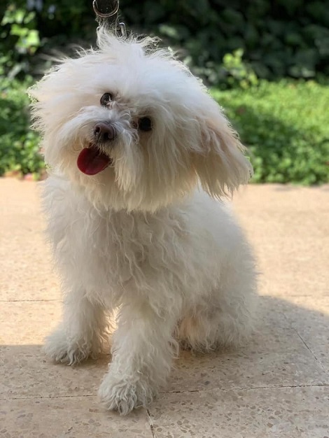 cagnolino bianco
