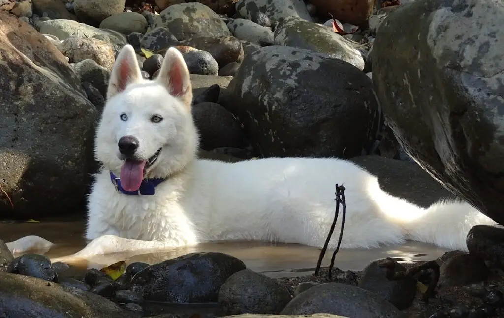 siberian husky lupo bianco
