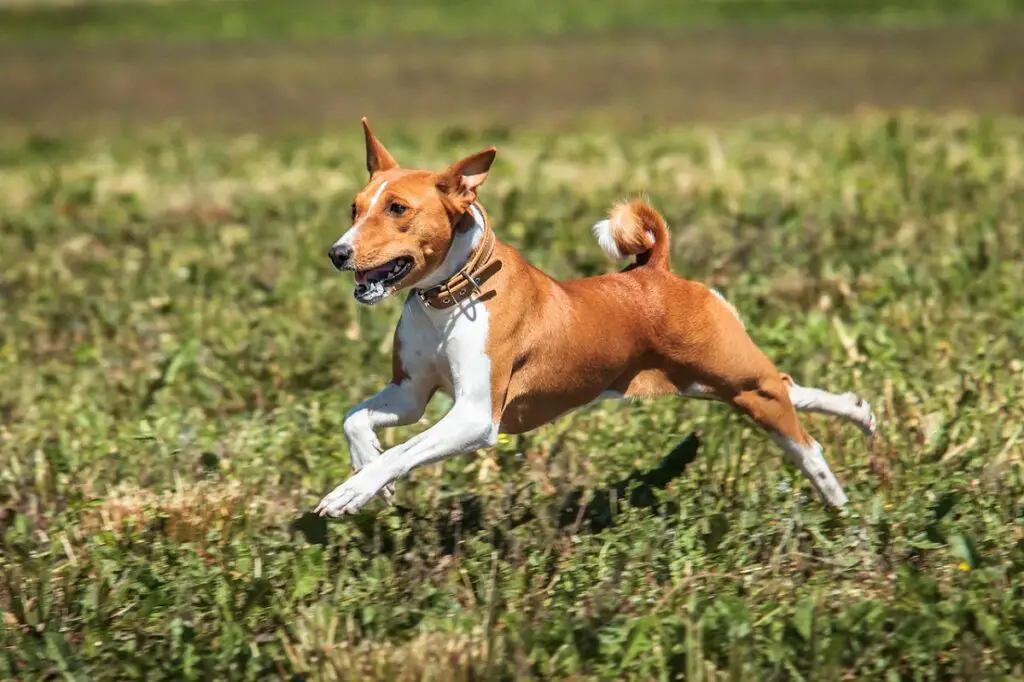 la razza canina più antica del mondo
