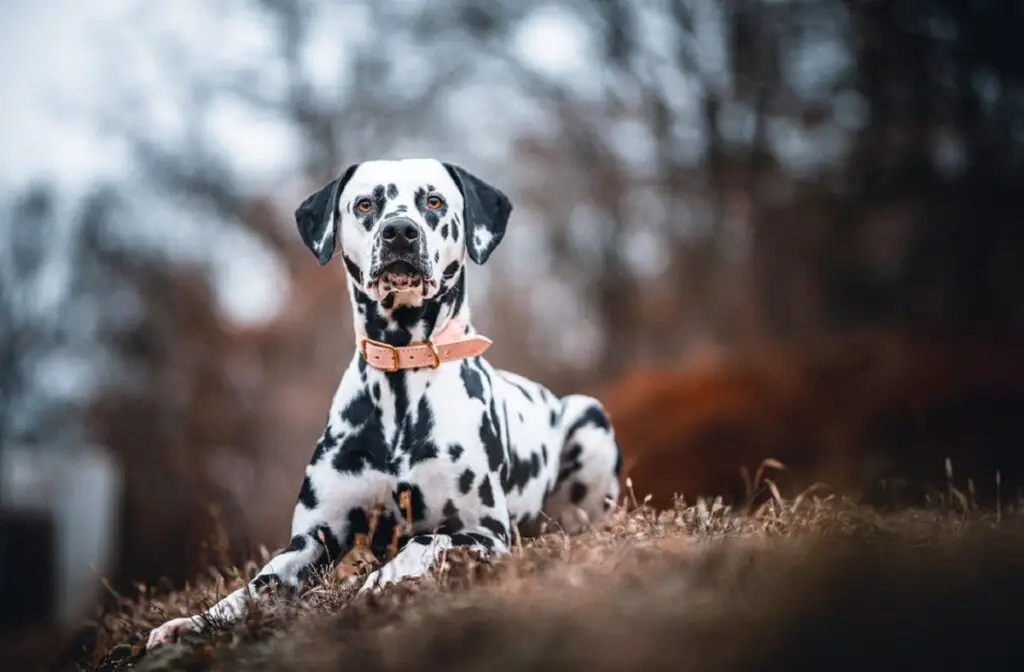 il cane più carino del mondo
