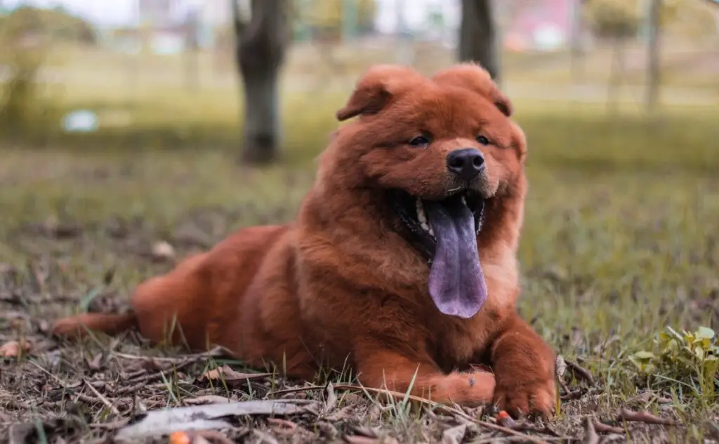 nome della razza del cane rugoso
