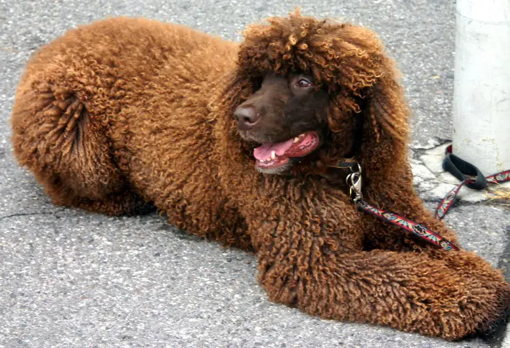 cocker spaniel irlandese