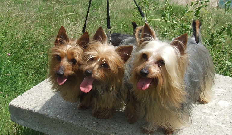 terrier australiano setoso