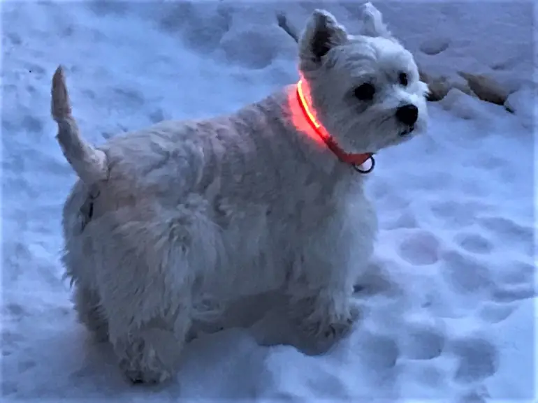 i migliori collari per cani a led