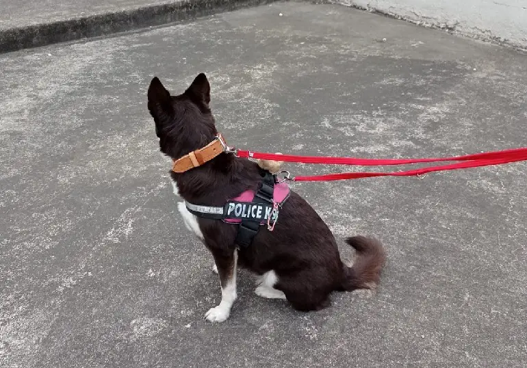 guinzagli da addestramento per cani che tirano